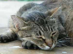 «Кот»
